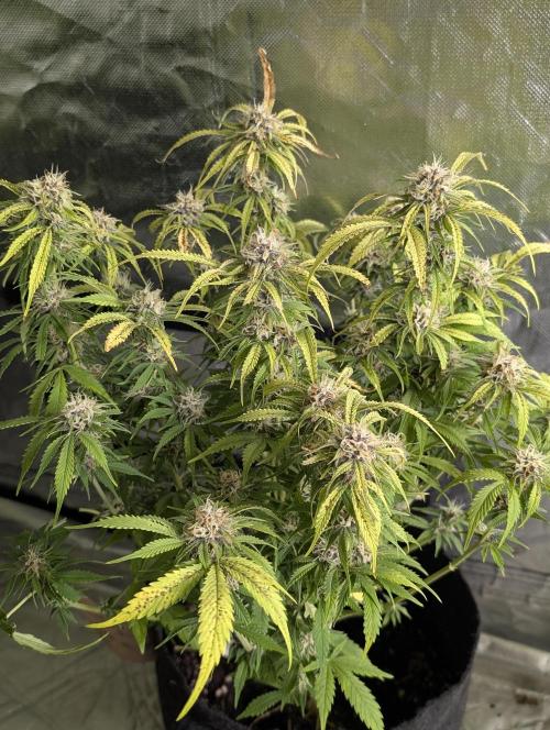 Cotton Berry Rush Auto x4. Week 10 - N3