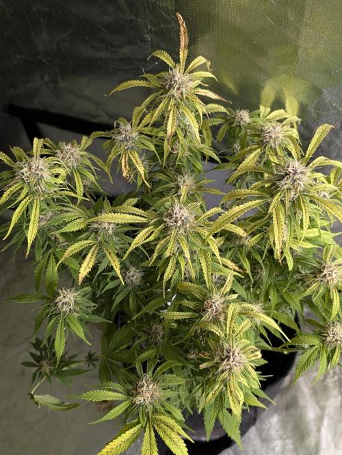 Cotton Berry Rush Auto x4. Week 10