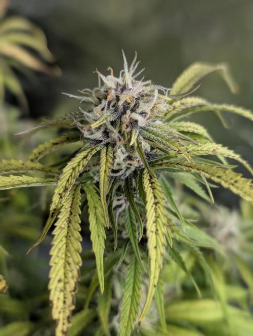 Cotton Berry Rush Auto x4. Week 10