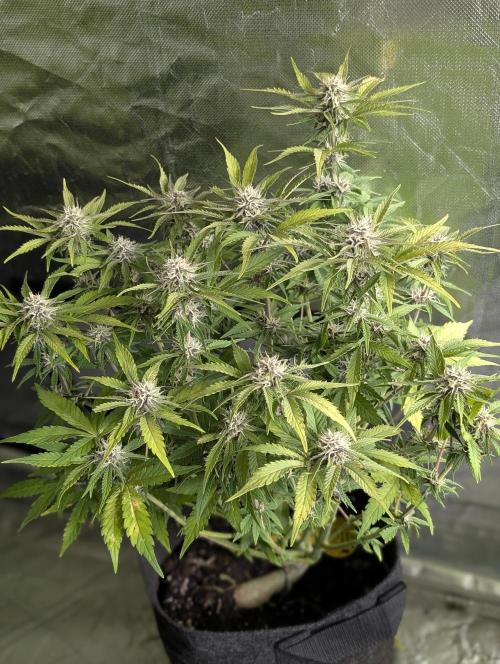 Cotton Berry Rush Auto x4. Week 10 - N4