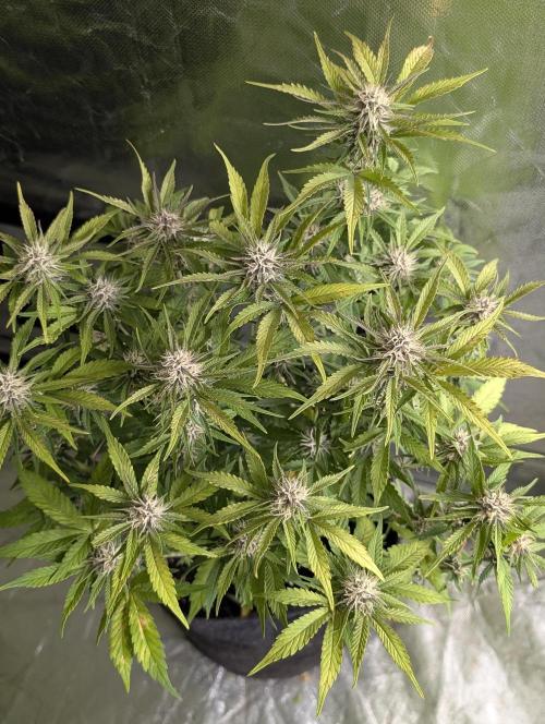 Cotton Berry Rush Auto x4. Week 10