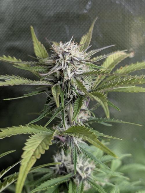 Cotton Berry Rush Auto x4. Week 10