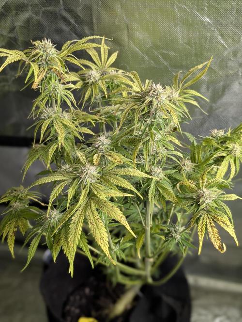 Cotton Berry Rush Auto x4. Week 10 - N1