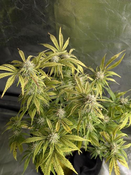 Cotton Berry Rush Auto x4. Week 10