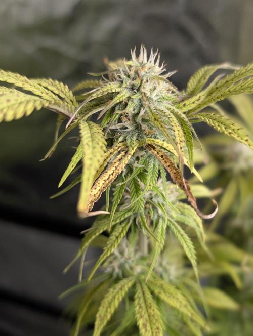 Cotton Berry Rush Auto x4. Week 10