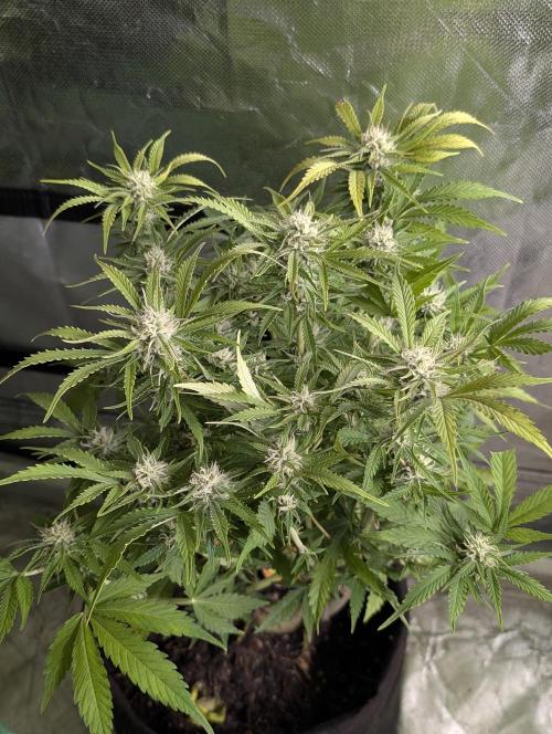 Cotton Berry Rush Auto x4. Week 10 - N2