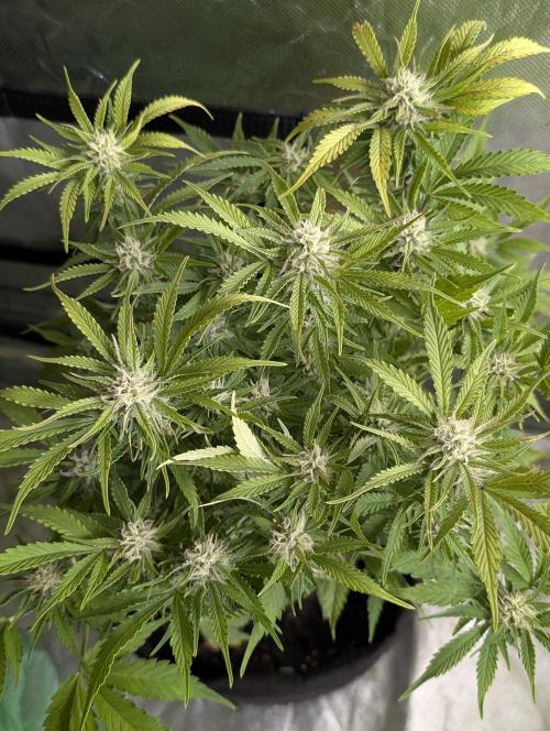 Cotton Berry Rush Auto x4. Week 10