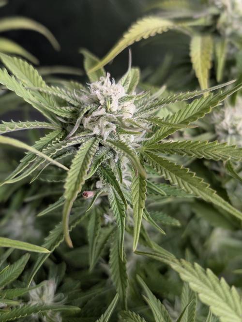 Cotton Berry Rush Auto x4. Week 10