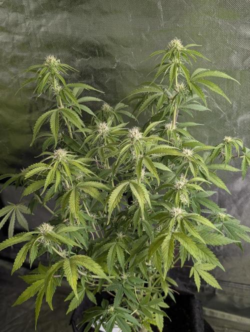 Cotton Berry Rush Auto x4. Week 10 - N3