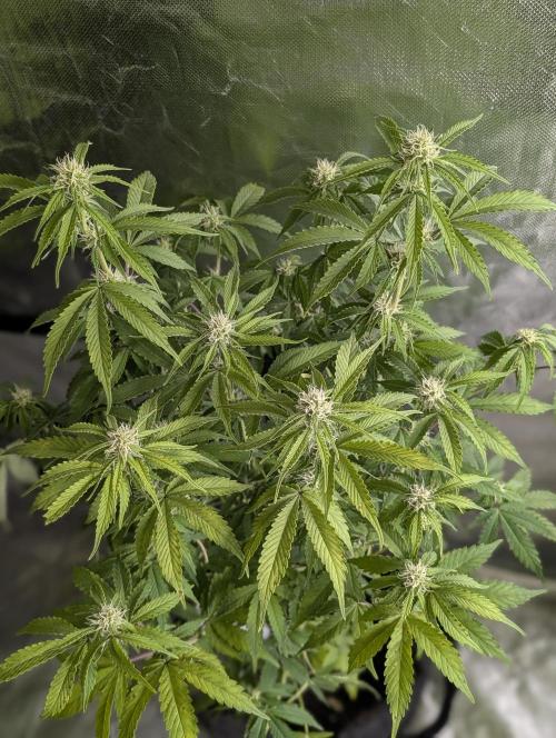 Cotton Berry Rush Auto x4. Week 10