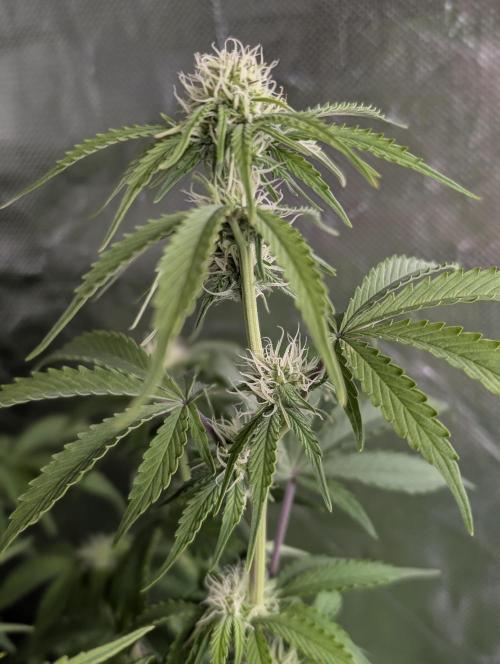 Cotton Berry Rush Auto x4. Week 10