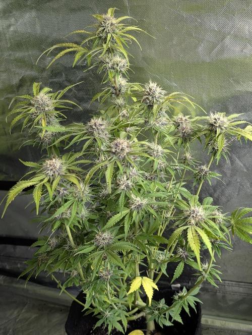 Cotton Berry Rush Auto x3. Week 10 - N1