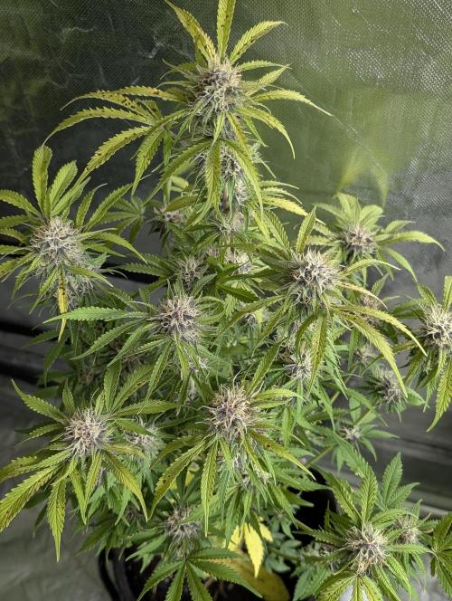 Cotton Berry Rush Auto x3. Week 10