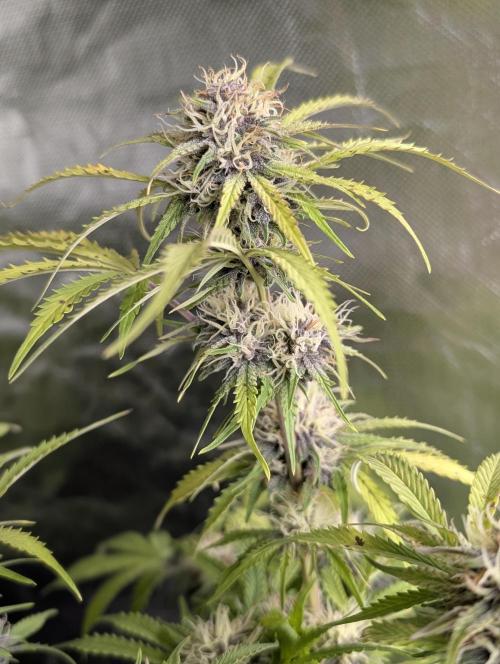 Cotton Berry Rush Auto x3. Week 10
