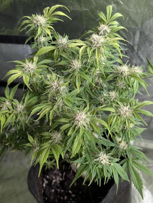Cotton Berry Rush Auto x3. Week 10 - N2