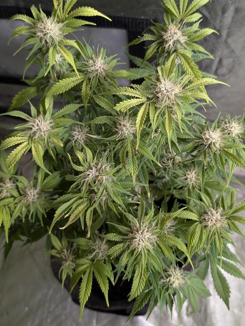 Cotton Berry Rush Auto x3. Week 10