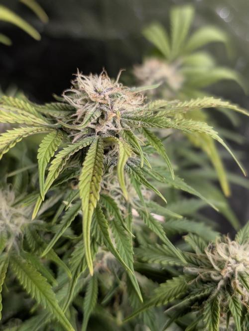 Cotton Berry Rush Auto x3. Week 10