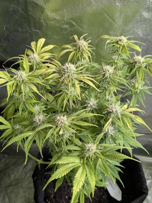 Cotton Berry Rush Auto x3. Week 10 - N3