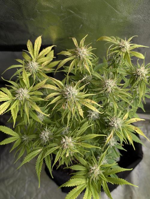 Cotton Berry Rush Auto x3. Week 10