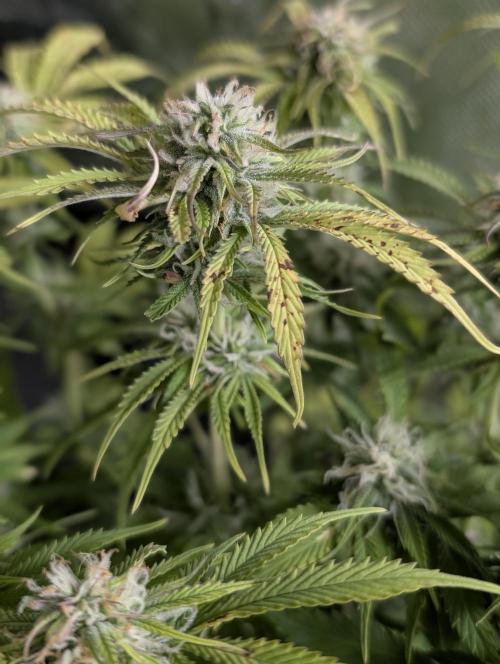 Cotton Berry Rush Auto x3. Week 10