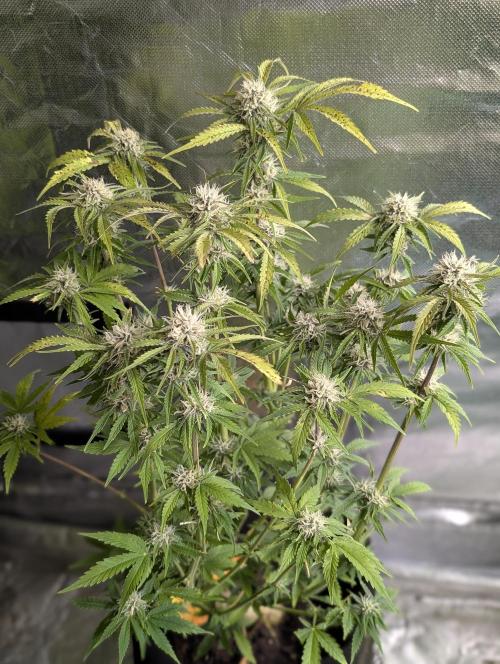 Cotton Berry Rush Auto x3. Week 10 - N1