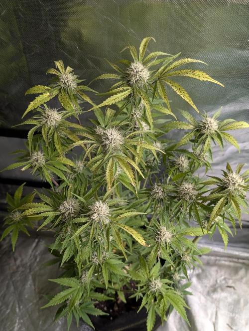 Cotton Berry Rush Auto x3. Week 10