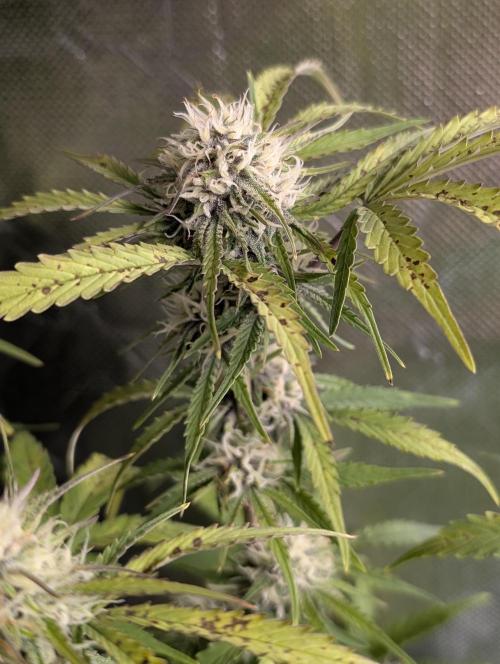 Cotton Berry Rush Auto x3. Week 10