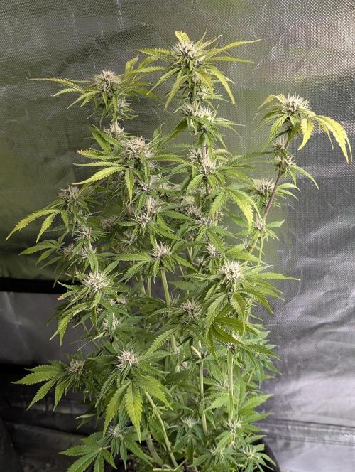 Cotton Berry Rush Auto x3. Week 10