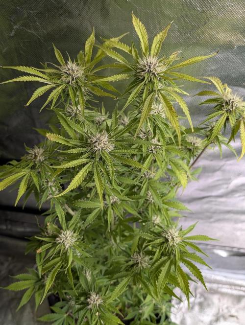 Cotton Berry Rush Auto x3. Week 10