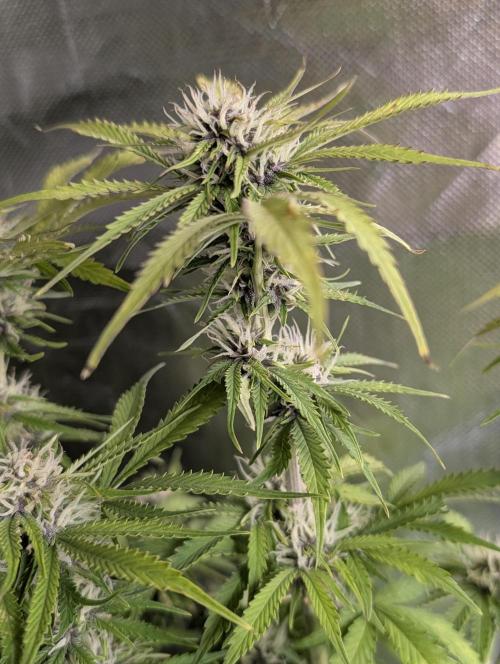 Cotton Berry Rush Auto x3. Week 10