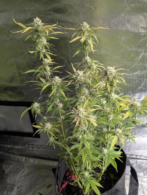 Cotton Berry Rush Auto x3. Week 10