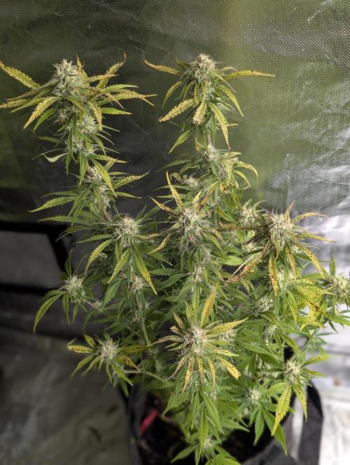 Cotton Berry Rush Auto x3. Week 10