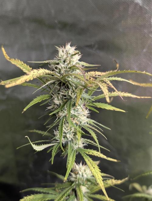 Cotton Berry Rush Auto x3. Week 10