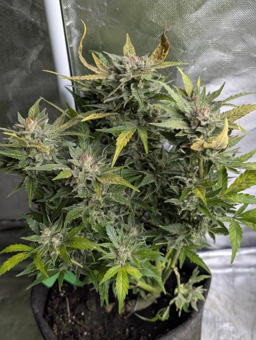 Purple Dream Auto x4. Week 9 - N1