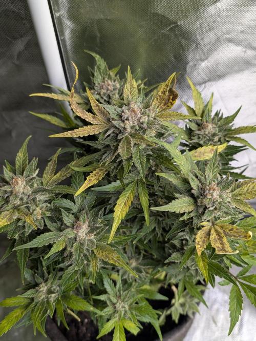 Purple Dream Auto x4. Week 9