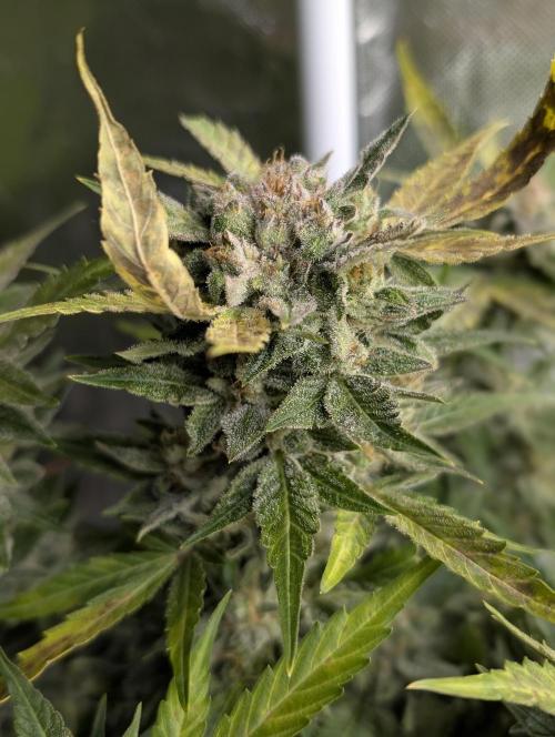 Purple Dream Auto x4. Week 9