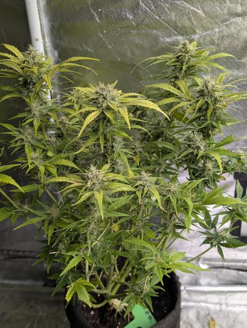 Purple Dream Auto x4. Week 9 - N2