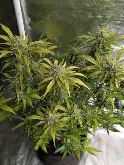 Purple Dream Auto x4. Week 9