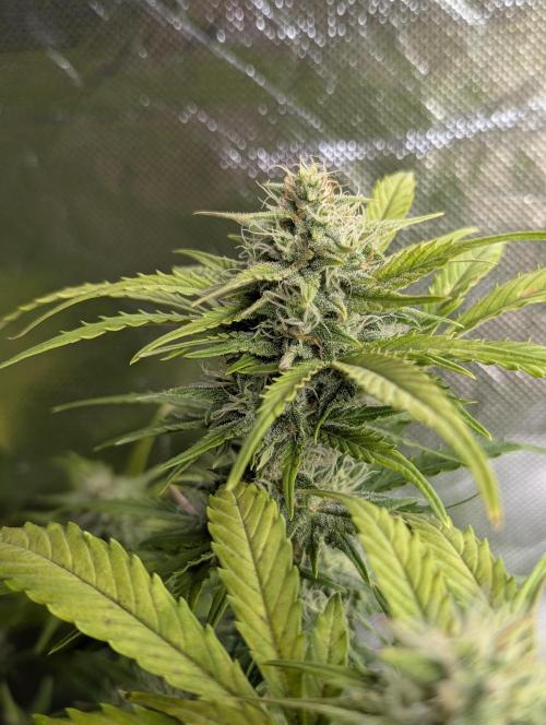 Purple Dream Auto x4. Week 9