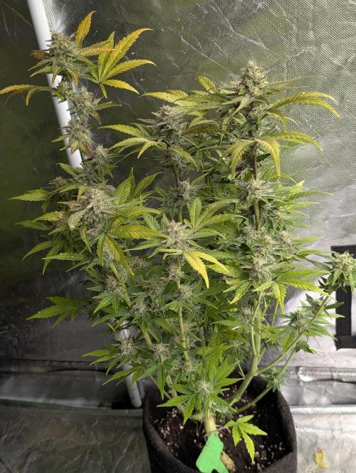 Purple Dream Auto x4. Week 9 - N3