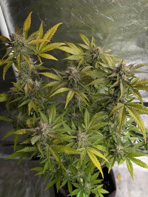 Purple Dream Auto x4. Week 9