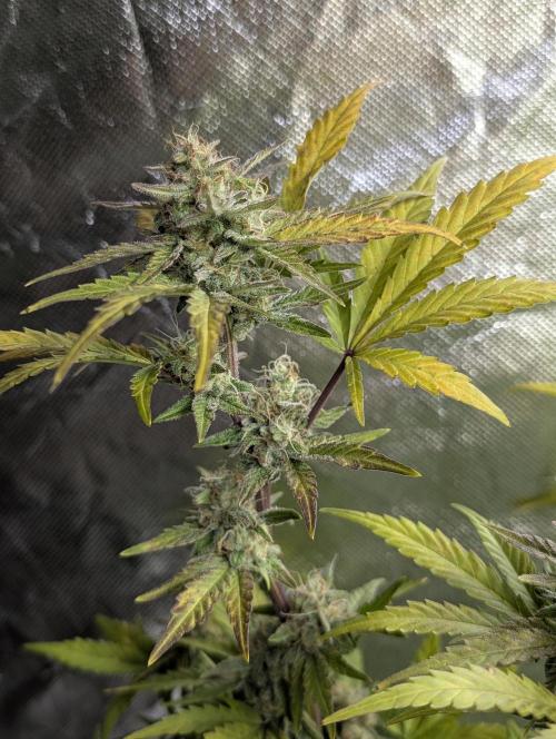 Purple Dream Auto x4. Week 9