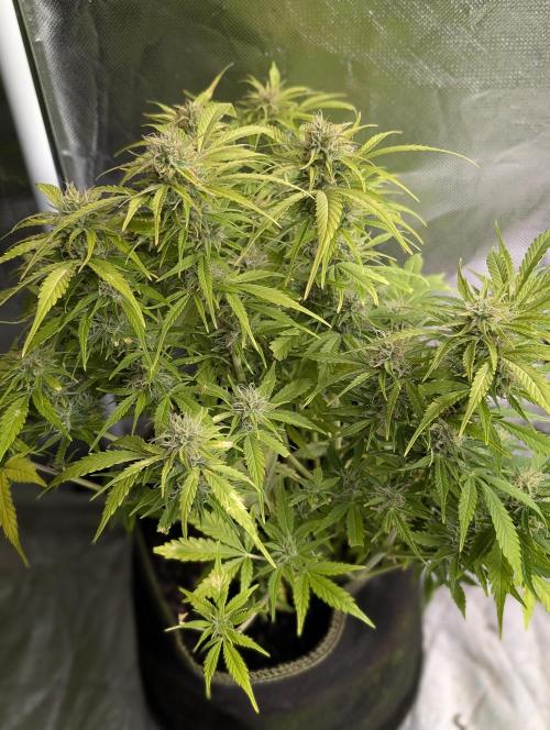 Purple Dream Auto x4. Week 9 - N4