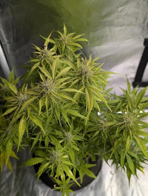 Purple Dream Auto x4. Week 9