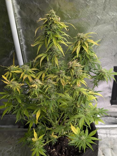 Purple Dream Auto x3. Week 10 - N1