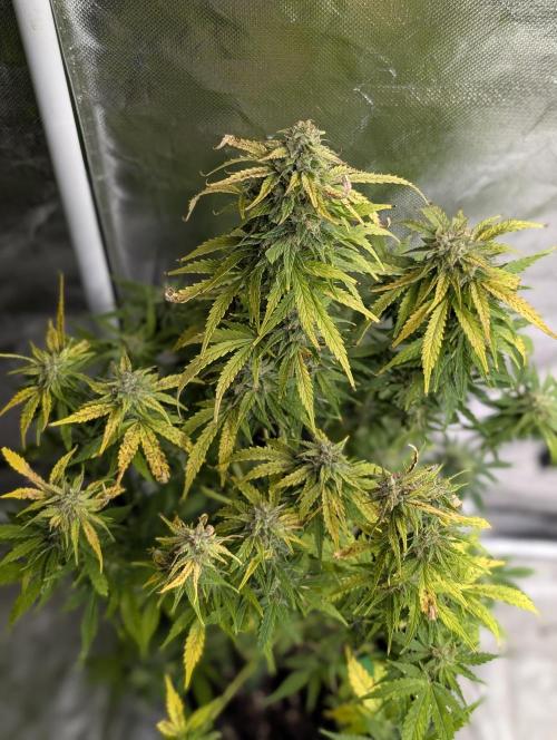 Purple Dream Auto x3. Week 10