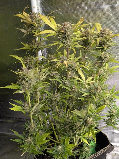 Purple Dream Auto x3. Week 10 - N2