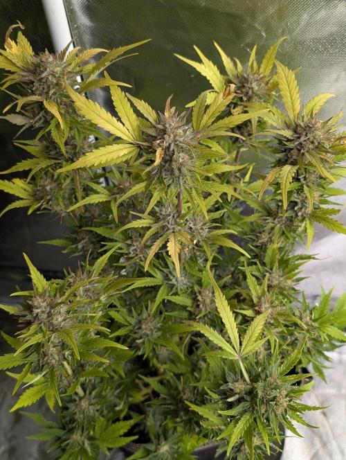 Purple Dream Auto x3. Week 10