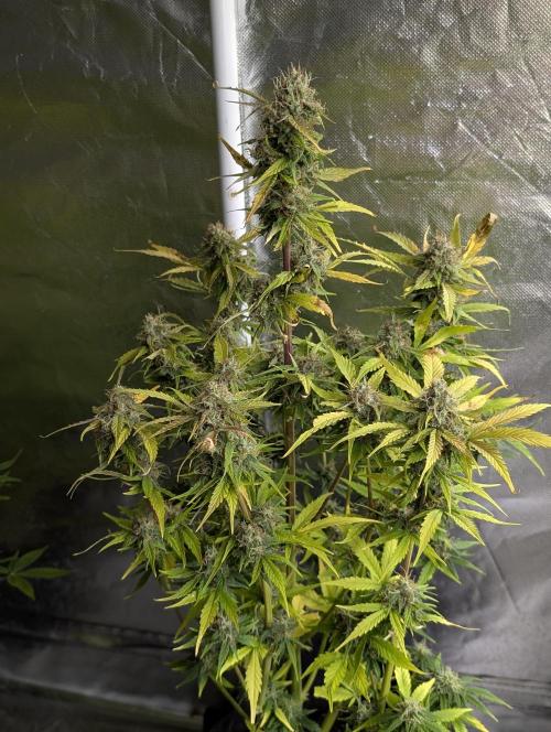Purple Dream Auto x3. Week 10 - N3.
