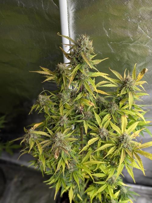 Purple Dream Auto x3. Week 10